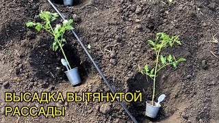 Как правильно высадить переросшую рассаду томатов