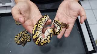 MORPH REVIEW BALL PYTHON INDONESIA MOJAVE OD YB