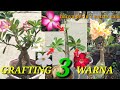 Grafting Adenium 3 Warna Bunga Dengan 2 Entres.