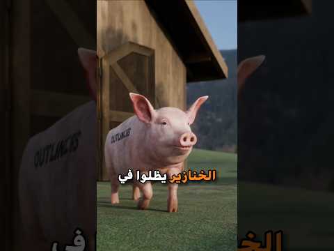 ليش الخنازير تظل فالطين طول اليوم
