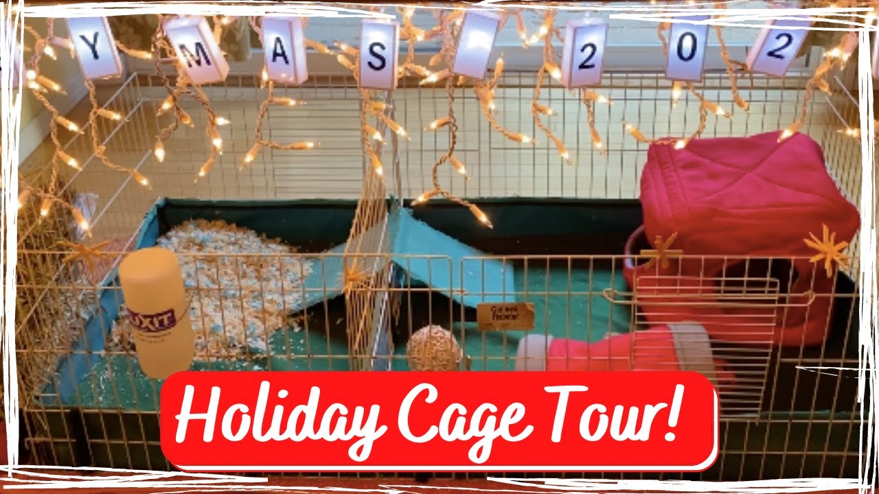 Holiday Cage Tour! | Piggymas 2020 | GuineaLove