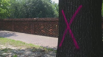 Opponents to tree removal in downtown Augusta invited to address commission