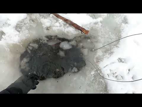 Locating Beaver Runs And Utilizing H Stands 