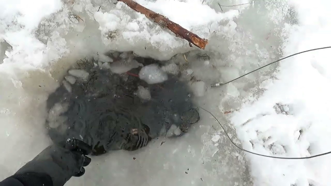 Определение местонахождения бобровых стоянок и использование H-образных стоек