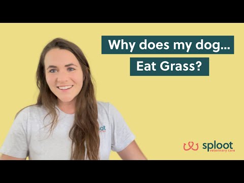 فيديو: اسأل الطبيب البيطري: لماذا يأكل كلبي العشب؟