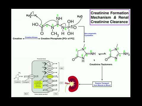 Video: Creatinine-bloedtest: Doel, Voorbereiding En Procedure