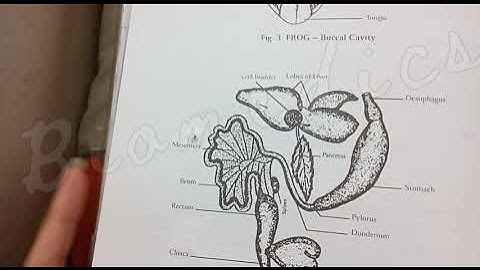 XI-ZOOLOGY PRACTICAL EXAMINATION PREPARATION GUIDE | class 11 | BIEK