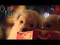 Puppies Opening Christmas Gifts Compilation 2017