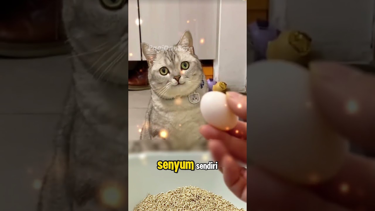 Oreo dan telur kecilnya 😂 
