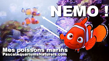 Quel aquarium pour poisson Nemo ?
