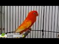 Warna Burung Lovebird Langka