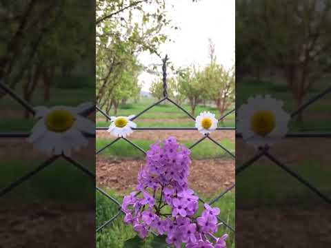 فيديو حالات واتس //جورج وسوف //الهوى سلطان💜