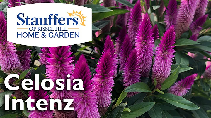 Plant Celosia Intenz in Your Fall Garden & Containers