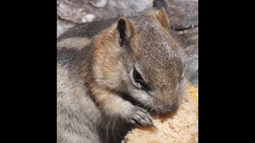 [WILDLIFE FACTS] Chipmunks Do Not Carry Food With Their Little Forelegs