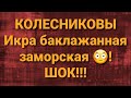 Семья Колесниковых/Света впала в кому при виде баклажанной икры/Обзор.