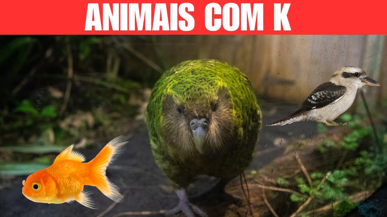 Animais com K Nomes de Espécies em Português e Inglês - YouTube