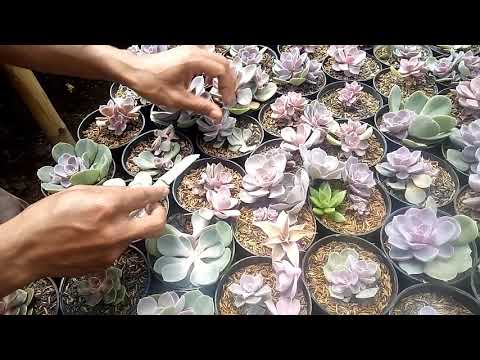 Video: Echeveria (echeveria): Semua Nuansa Merawat Bunga Di Rumah + Foto Dan Video