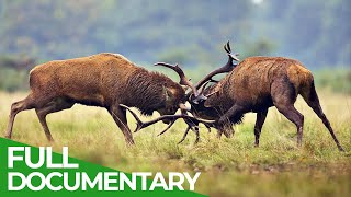 The Lueneburg Heath: Manmade Wildlife Paradise | Free Documentary Nature