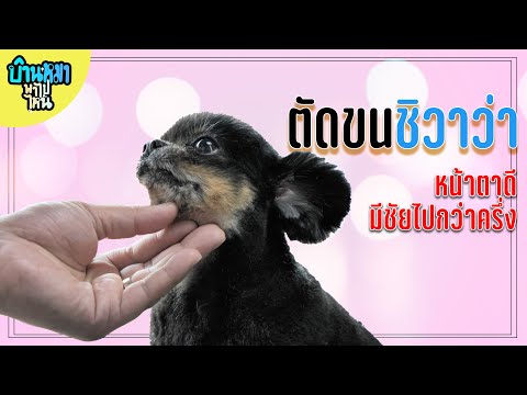 บ้านหมาพาไปไหน l ตัดขนชิวาว่า หน้าตาดีก็มีชัยไปกว่าครึ่งแล้ว