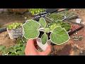 One Little Seed, One Beautiful Spring | My Slow Melon Growing Journey🍈🌱✨ 메론 키우는 느린 일상