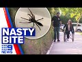 Mother of four has leg amputated after spider bite | 9 News Australia