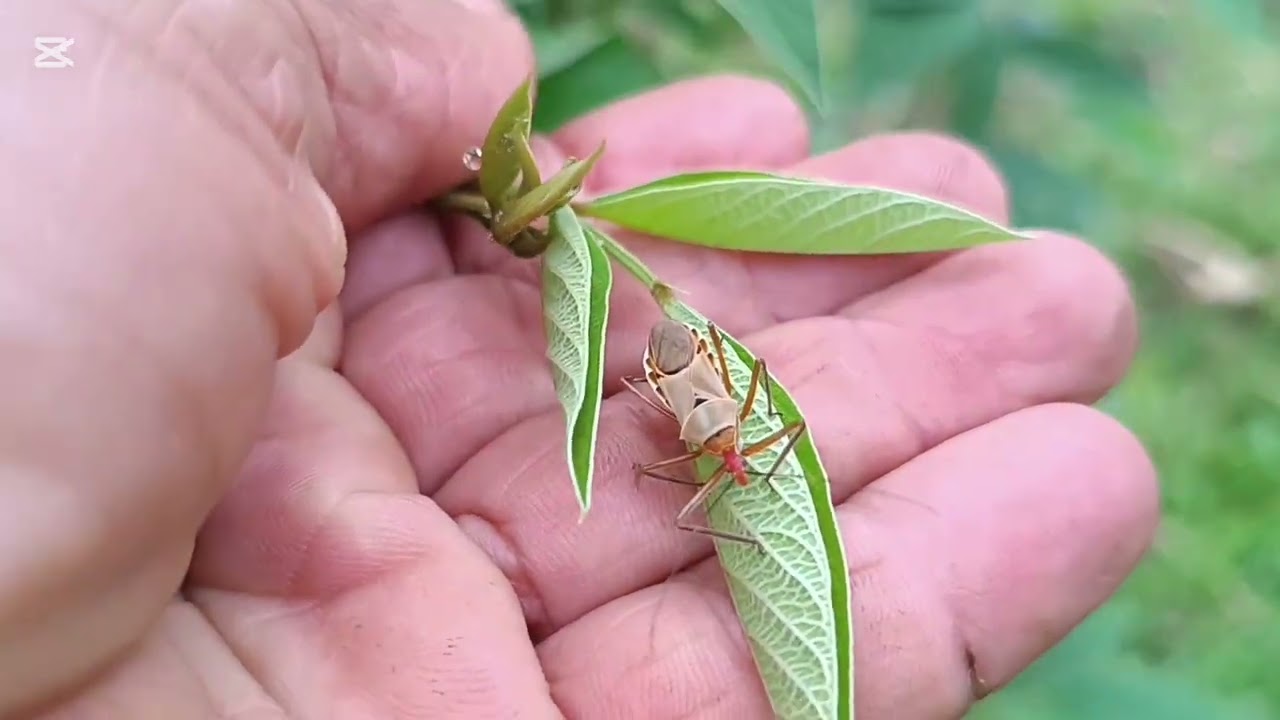 Insectos Bellos que Dios creo