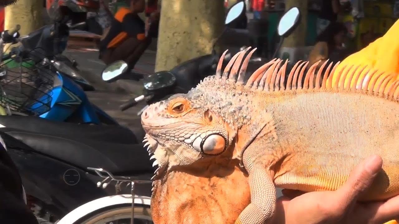 iguana vs ular