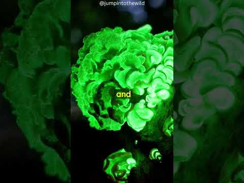 Fantastic Fungi: The