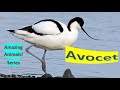 Avocet facts 🦤 genus of waders in the same avian family as the stilts