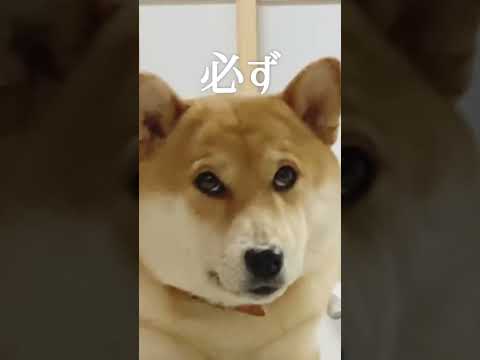 柴犬こむぎとかわいい感じで英語勉強できるモーニングルーティン 主人のステップ