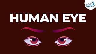 Structure of the Human Eye | Physics | Don