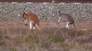 Hundreds of Kangaroos jumping and many Emus, Outback Australia, Red Dirt roads