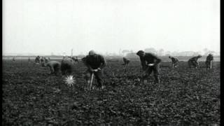 US 302nd Engineers dig trenches at a field in France during World War I. HD Stock Footage