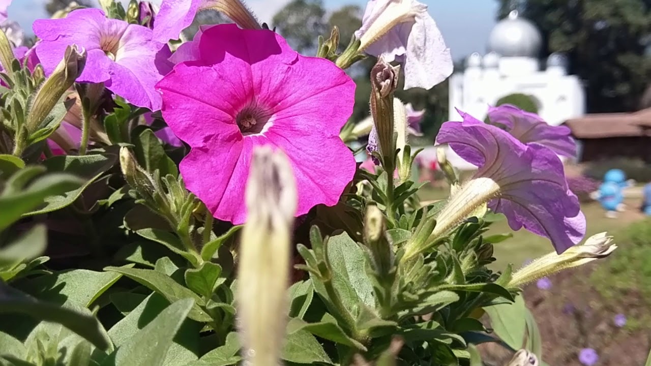  taman  bunga  celosia taman  bunga  baru di bandungan  YouTube