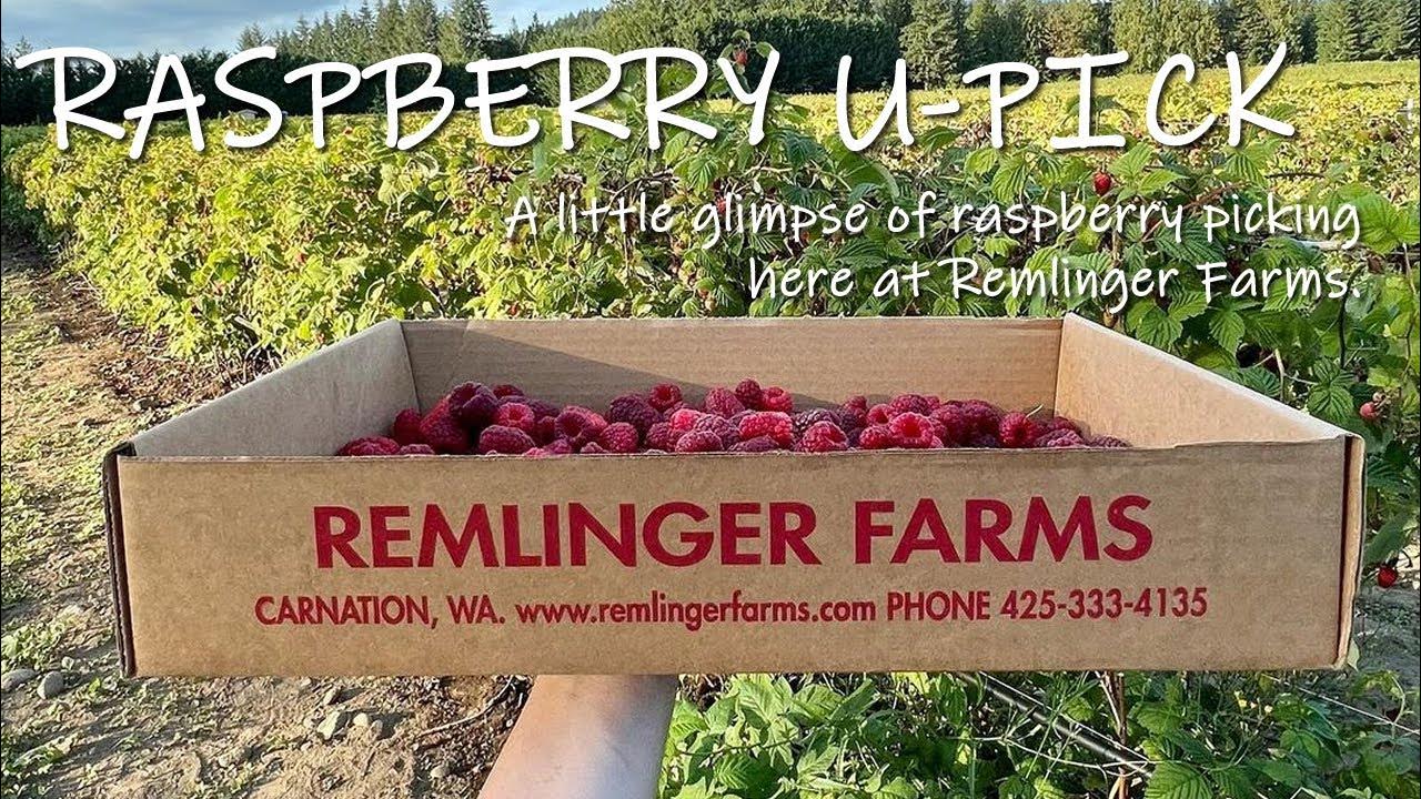 Berry Bliss Raspberry UPick Adventure at Remlinger Farms YouTube
