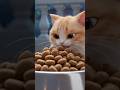Cats vs Dogs😂Animation #shorts #trending #bommalu #puppy  #cartoon #pets #funny #animation #bts #lol