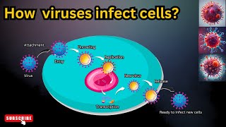 How viruses attack the body cells|| How viruses infect host cells|| Microbiology