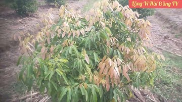 Vải Thanh Hà, Trên Quê Hương, Lục ngạn, Bắc Giang I Lăng Vi Hải Đăng TV