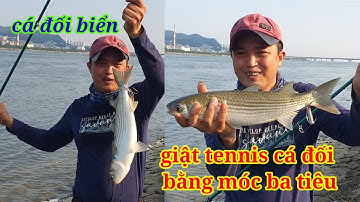 Câu cá đối biển bằng móc ba tiêu-phải nói rằng quá phê - biển BuSan korea