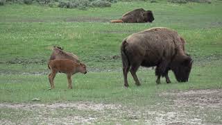 Yellowstone - Bison mom and Calf