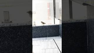pet birds and nature education #birds #birdcall #animal #babybirds#chill