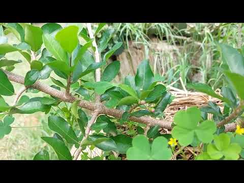 Barbados / acerola
