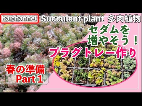 296 {Succulents} Spring Preparation Part 1🌸 Propagating Sedum