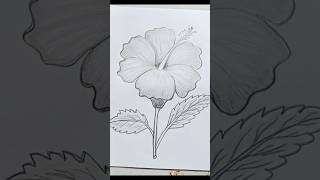 China Rose Drawing  Joba       art china Rose drawing shorts