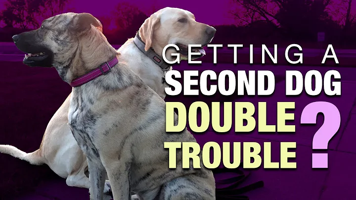 Thinking of Adopting a Second Dog? Watch This FIRST!