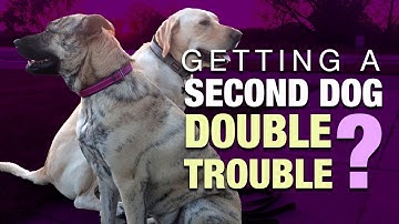 Thinking of Adopting a Second Dog? Watch This FIRST!