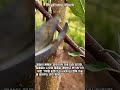 피부 이식인 줄 알았는데 충격적인 반전 #worker #process #satisfying #amazing #skill