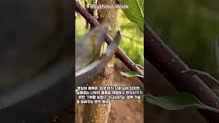 피부 이식인 줄 알았는데 충격적인 반전 #worker #process #satisfying #amazing #skill