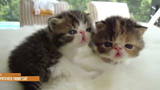 The Top 5 Tabby Cat Patterns Everyone Needs to Know About 5 Types Of Tabby Cat Coats And Patterns