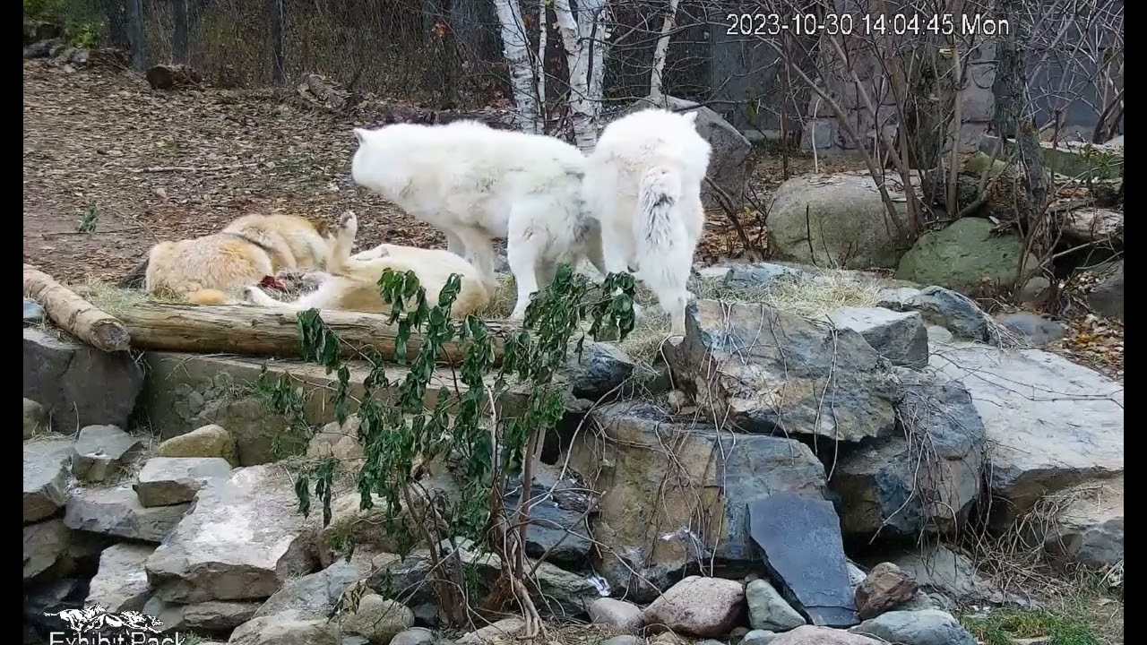 Interesting Confrontations Between Grayson & Axle Then Grayson & Rieka🥰~ Closeup Slo-Mo ~ IWC